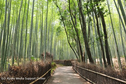 Kyoto-Stadt, Jojakkoji, Arashiyama-Bambushain und Tenryuji-Tour