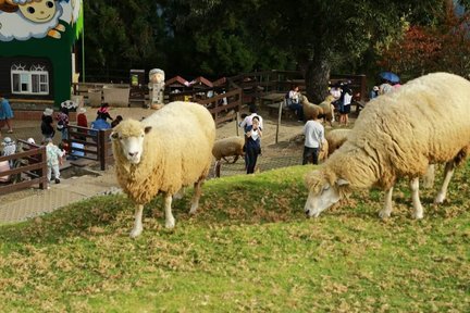 Tagestour zum Feuchtgebiet Taichung Gaomei und zur Qingjing-Farm