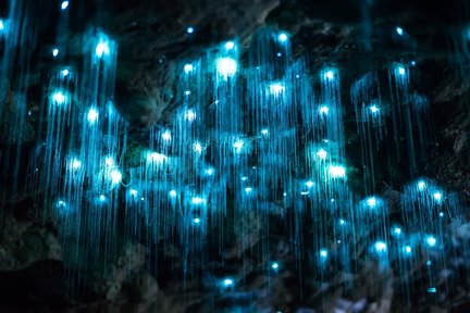 Glow Worm Day Tour from the Gold Coast or Brisbane