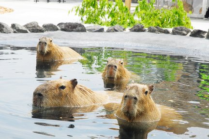 阿蘇農場樂園門票