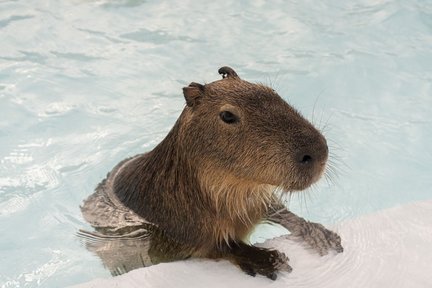 墾丁鹿玉島カピバラ生態公園のチケット