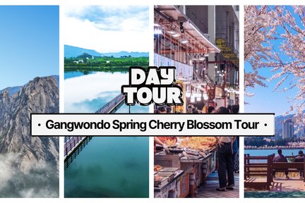 2025 Gangwondo Cherry Blossom Day Tour from Seoul