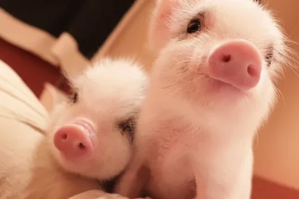 Private Room Micro Pig Cafe with Feeding Experience (Tokyo)