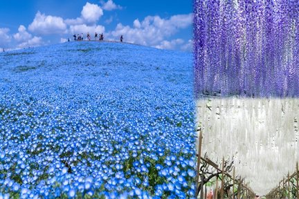 Hitachi National Seaside Park , Ashikaga Flower Park Trip from Tokyo