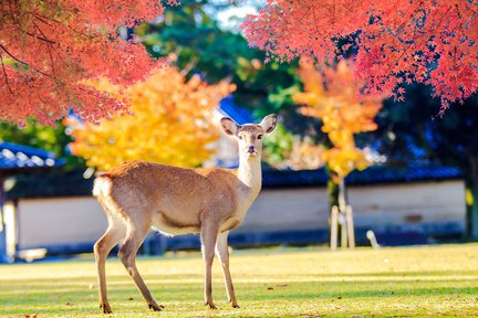 Tour 1 Ngày Tham Quan Kiyomizu-dera, Đền Fushimi Inari và Công Viên Nara