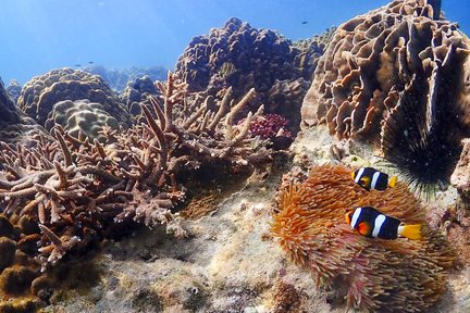 Nemo Snorkeling Experience vicino all'isola di Samaesarn in motoscafo da Pattaya