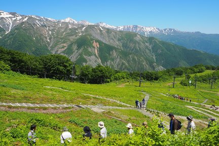 Vé Cáp treo khứ hồi Vườn Bách thảo Hakuba Goryu Alpine (Nagano)