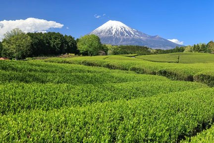 Fuji Safari Park Day Tour with Animal Feeding Experience from Nagoya