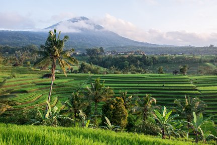 Iconic Jatiluwih Rice Terrace and Handara Gate Private Tour