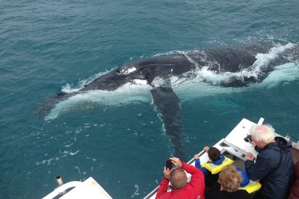 Whale Watching Cruise in Kalbarri