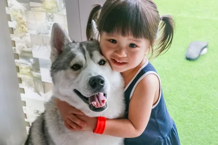 马六甲哈士奇和柴犬体验中心 (Siberian Husky and Shiba Inu Experience Centre in Melaka)