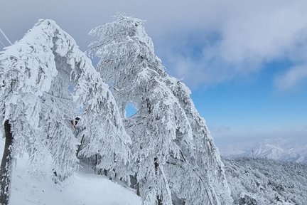 Taebaeksan Mountain Snow Festival & Hwangji Pond Tour from Seoul