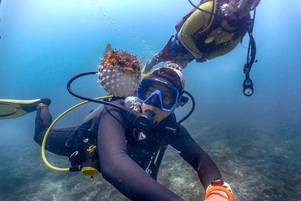 亚庇休闲潜水体验（PADI 潜水中心）