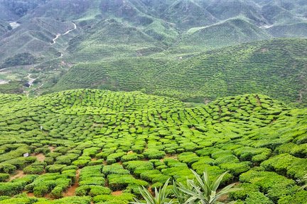 Tagestour durch die Cameron Highlands