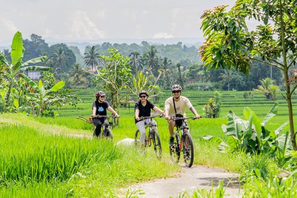 Kintamani to Ubud Bike Tour