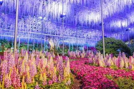 【茨城梦幻灯光秀｜可选晚餐】酒列矶前神社 & 国营常陆海滨公园 & 足利花卉公园夜景灯光秀一日游（东京出发）