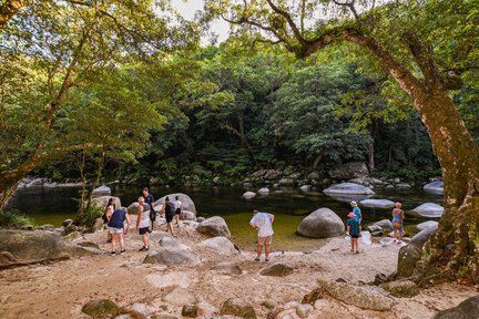 Lawatan Sehari ke Daintree Rainforest dari Port Douglas