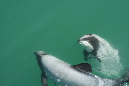 Akaroa Swimming with Dolphin