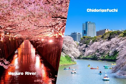 Tokyo City, Sumida River Yakatabune Cherry Blossom Viewing Tour