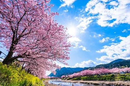 东京出发|伊豆/热海 客制化包车一日游