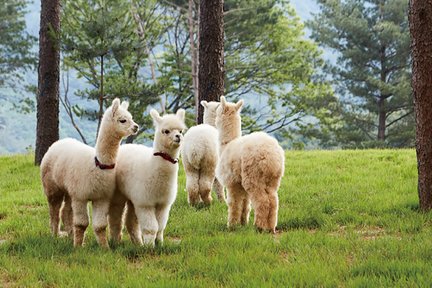 Chuncheon Nami Island/Alpaca/Rail Bike/Petite France/Morning Calm