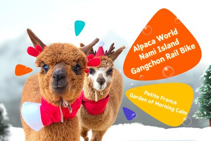 【Regalo Exclusivo】Alpaca & Nami & Petite France & Rail Bike & Glamping + BBQ Tour