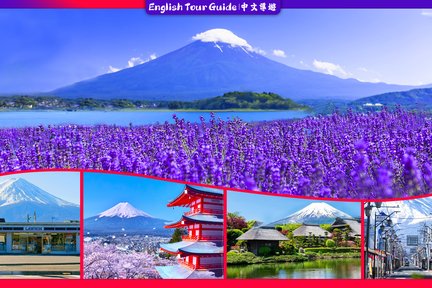 【富士山人氣打卡景點】富士山下網紅公園&日川時計店&羅森便利店&忍野八海＆大石公園一日遊 （東京站或新宿站出發）