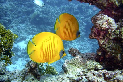 Northeast Discover Scuba Diving at Longdong (бесплатная лицензия на дайвинг)