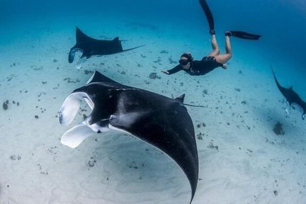 Snorkeling Experience in Nusa Penida (3-4 Snorkeling Spots)