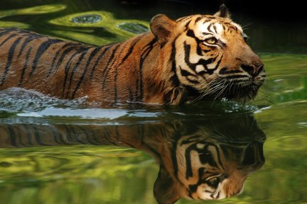 ネガラ動物園（マレーシア国立動物園）入園チケット 