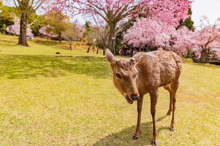 Recorrido en autobús de 1 día por la ruta dorada de Kioto y Nara desde Osaka y Kioto