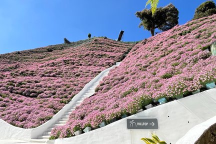 Vé Công Viên Flora ở Cao Nguyên Cameron