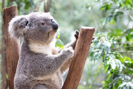 Blue Mountains and Zoo Day Tour dengan Pemandu Berbahasa Mandarin