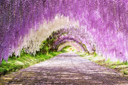 Kitakyushu - Kawachi Wisteria Garden, Mojiko Port & Outlet 1Day Tour