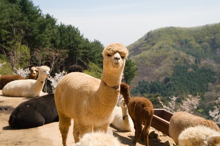 Billet Alpaca World à Hongcheon, Gangwon-do