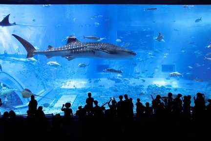 沖縄北部・中部・南部 日帰りツアー