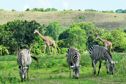 ทัวร์สวนสัตว์คาลาวิท ซาฟารี (Calauit Safari) และชายหาด ในโครอน