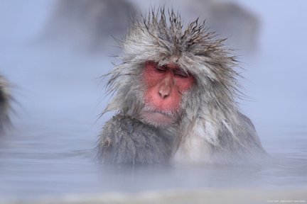 Snow Monkey Tour from Tokyo with Beef Sukiyaki Lunch