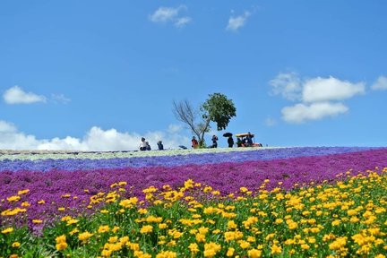 Furano & Biei Blue Pond, Shikisai no Oka Day Tour from Sapporo