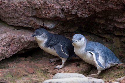 Evening Penguin Tour from Akaroa