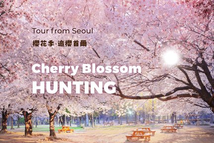 Cherry Blossom Hunting Tour dari Seoul