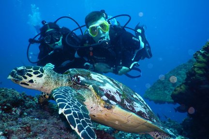 八丹拜巴库 PADI 五星潜水中心潜水体验