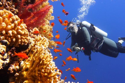 Half day Scuba Diving Maithon Private Island: 2 Dives Small Group 