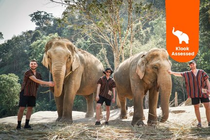 Santuario della giungla dell'elefante Chiang Mai