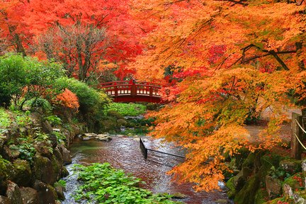 伊豆 & 熱海: 修善寺溫泉賞楓聖地一日遊(東京或新宿出發)