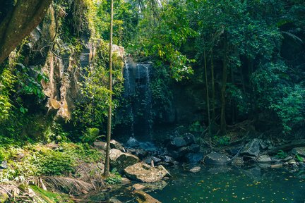 Tour por los sabores de la selva tropical de la montaña Tamborine