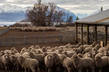 Mt.Hay Farm Experience