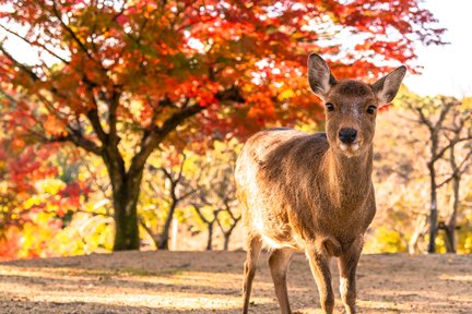 嵐山・金閣寺・奈良公園 日帰りツアー (大阪 / 京都発)