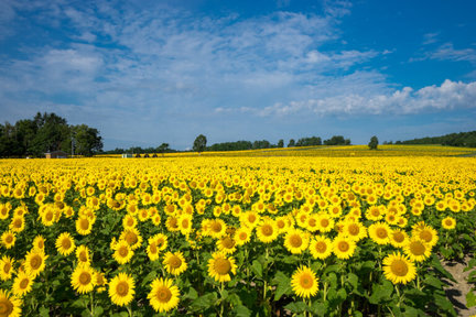 Kitakyucho Sunflowers & Ueno Gardens & Furano Lavender Fairy Terrace Tour One-Day Tour (Departing from Sapporo)