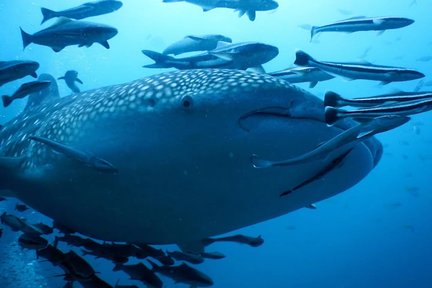 Tour Lặn tại Sail Rock ở Koh Samui của Trung Tâm Lặn PADI 5 Sao